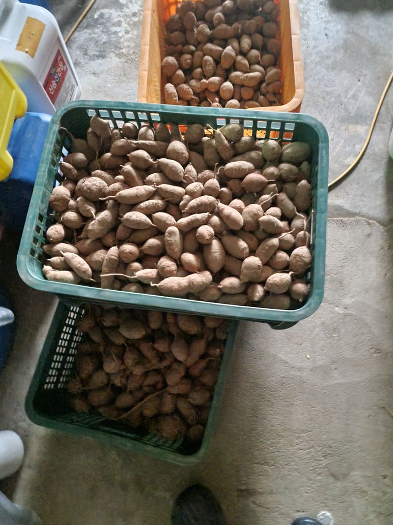 장터 상품 [인디언감자(아피오스)1키로] 썸네일