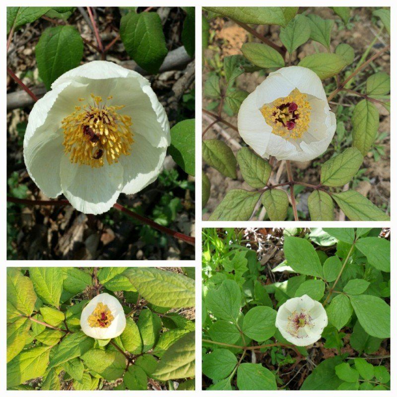 장터 상품 [토종백작약 12센치 포트(품절)] 썸네일