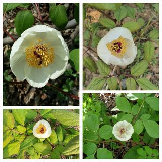 천지인야생화님의 작성글 사진