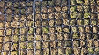 천지인야생화님의 작성글 사진