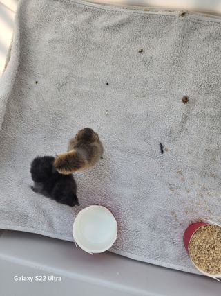 들깨20516님의 우리지역 대표작물 자랑하기 · 참여글 작성글 사진