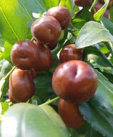 팜모닝 우리지역 대표작물 자랑하기·참여글 게시글 이미지