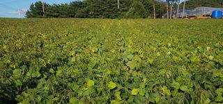 고추6838님의 우리지역 대표작물 자랑하기 · 참여글 작성글 사진