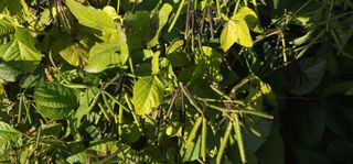 고추6838님의 우리지역 대표작물 자랑하기 · 참여글 작성글 사진