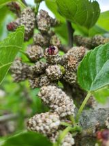 팜모닝 기타작물·병해충상담 게시글 이미지