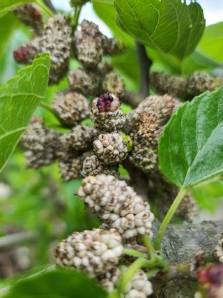 hankim팜님의 기타작물 · 병해충상담 작성글 사진