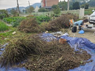 김태영님의 우리지역 대표작물 자랑하기 · 참여글 작성글 사진