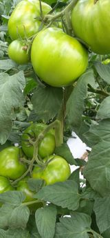 팜모닝 우리지역 대표작물 자랑하기·참여글 게시글 이미지