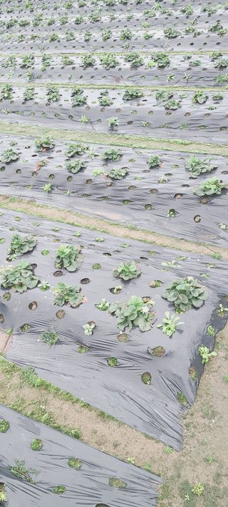 장호근님의 우리지역 대표작물 자랑하기 · 참여글 작성글 사진