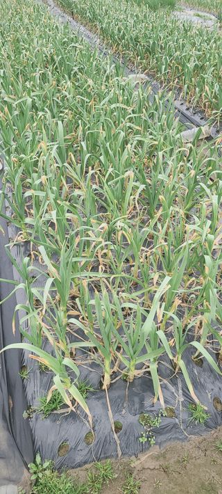 장호근님의 우리지역 대표작물 자랑하기 · 참여글 작성글 사진