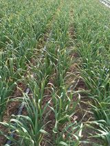 팜모닝 우리지역 대표작물 자랑하기·참여글 게시글 이미지