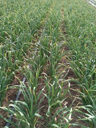 권서현님의 우리지역 대표작물 자랑하기 · 참여글 작성글 사진