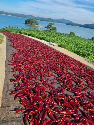 안동환님의 우리지역 대표작물 자랑하기 · 참여글 작성글 사진