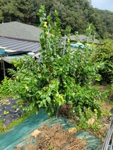 팜모닝 우리지역 대표작물 자랑하기·참여글 게시글 이미지