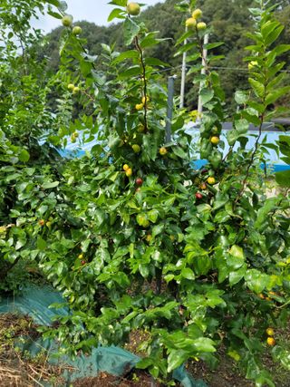 정종근님의 우리지역 대표작물 자랑하기 · 참여글 작성글 사진