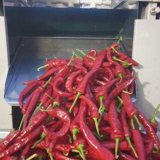 금바다님의 우리지역 대표작물 자랑하기 · 참여글 작성글 사진