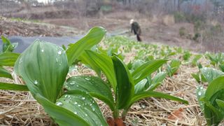 금바다님의 우리지역 대표작물 자랑하기 · 참여글 작성글 사진