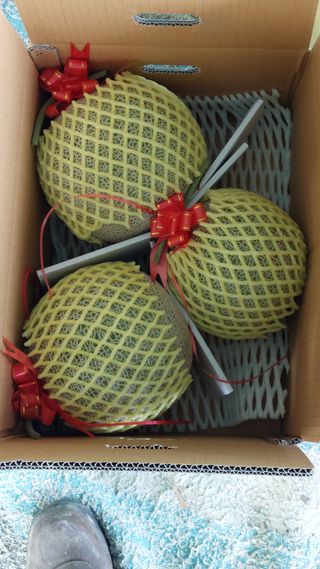 정양메론님의 우리지역 대표작물 자랑하기 · 참여글 작성글 사진