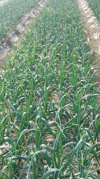 정양메론님의 우리지역 대표작물 자랑하기 · 참여글 작성글 사진