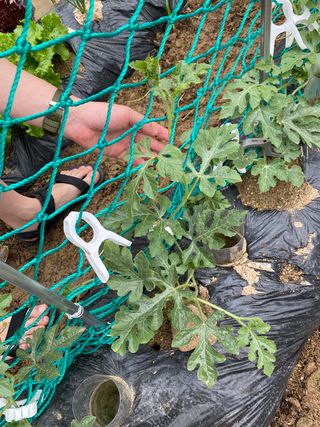 혜원님의 기타작물 · 병해충상담 작성글 사진