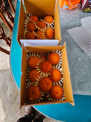 한라봉0909님의 우리지역 대표작물 자랑하기 · 참여글 작성글 사진