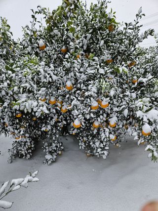 한라봉0909님의 우리지역 대표작물 자랑하기 · 참여글 작성글 사진