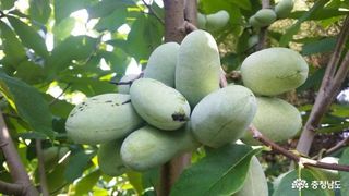 황소 한승복님의 우리지역 대표작물 자랑하기 · 참여글 작성글 사진