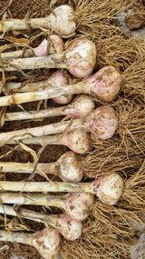 팜모닝 우리지역 대표작물 자랑하기·참여글 게시글 이미지