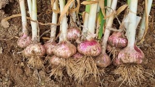 함영규님의 우리지역 대표작물 자랑하기 · 참여글 작성글 사진