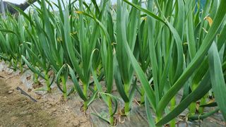 함영규님의 우리지역 대표작물 자랑하기 · 참여글 작성글 사진