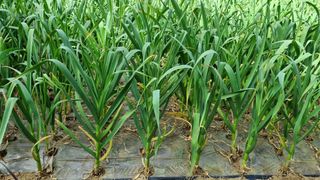 함영규님의 우리지역 대표작물 자랑하기 · 참여글 작성글 사진