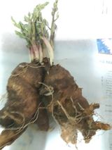 팜모닝 우리지역 대표작물 자랑하기·참여글 게시글 이미지