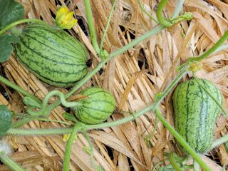 이일수님의 우리지역 대표작물 자랑하기 · 참여글 작성글 사진