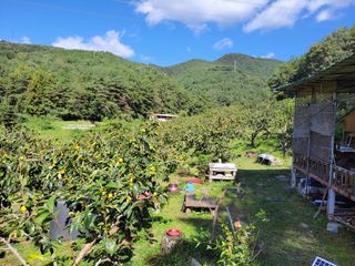 이일수님의 우리지역 대표작물 자랑하기 · 참여글 작성글 사진