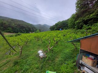 이일수님의 우리지역 대표작물 자랑하기 · 참여글 작성글 사진