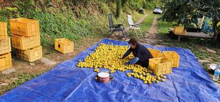 이일수님의 우리지역 대표작물 자랑하기 · 참여글 작성글 사진