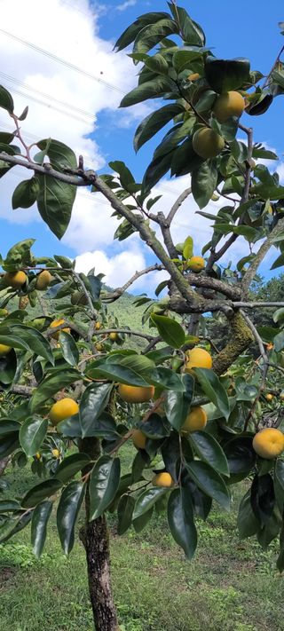 이일수님의 우리지역 대표작물 자랑하기 · 참여글 작성글 사진