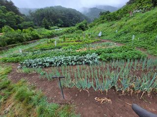 이일수님의 우리지역 대표작물 자랑하기 · 참여글 작성글 사진