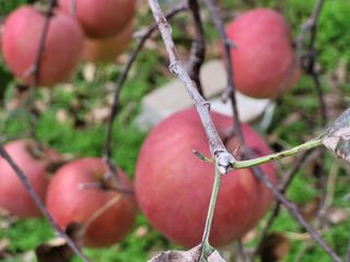 부석사 가족농원님의 우리지역 대표작물 자랑하기 · 참여글 작성글 사진