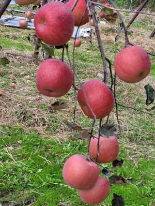 부석사 가족농원님의 우리지역 대표작물 자랑하기 · 참여글 작성글 사진