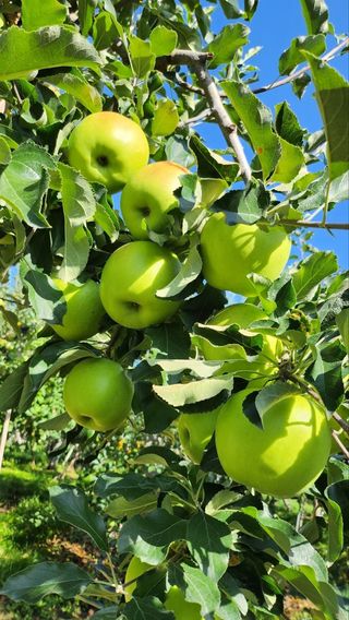 부석사 가족농원님의 우리지역 대표작물 자랑하기 · 참여글 작성글 사진