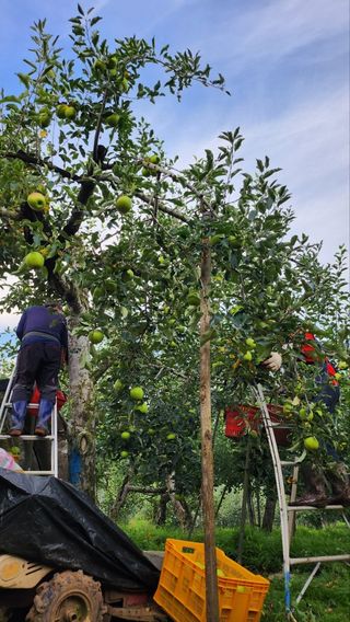 부석사 가족농원님의 우리지역 대표작물 자랑하기 · 참여글 작성글 사진