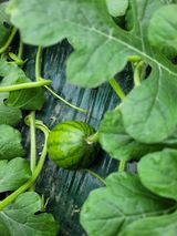 팜모닝 우리지역 대표작물 자랑하기·참여글 게시글 이미지