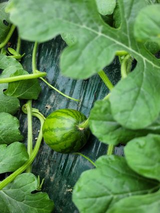 주재호님의 우리지역 대표작물 자랑하기 · 참여글 작성글 사진