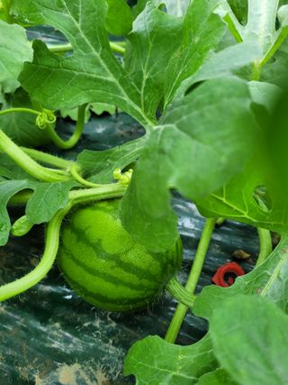 주재호님의 우리지역 대표작물 자랑하기 · 참여글 작성글 사진