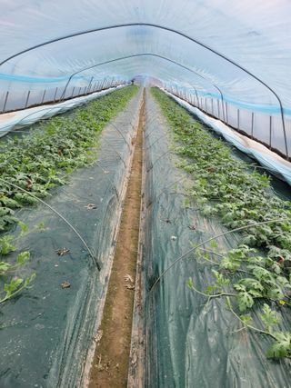 주재호님의 우리지역 대표작물 자랑하기 · 참여글 작성글 사진