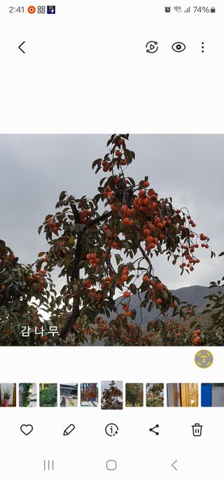 젊은오빠님의 우리지역 대표작물 자랑하기 · 참여글 작성글 사진