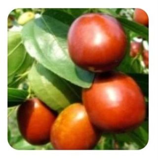 젊은오빠님의 우리지역 대표작물 자랑하기 · 참여글 작성글 사진