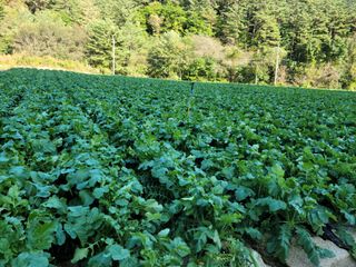 진부부락님의 우리지역 대표작물 자랑하기 · 참여글 작성글 사진