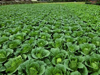 진부부락님의 우리지역 대표작물 자랑하기 · 참여글 작성글 사진